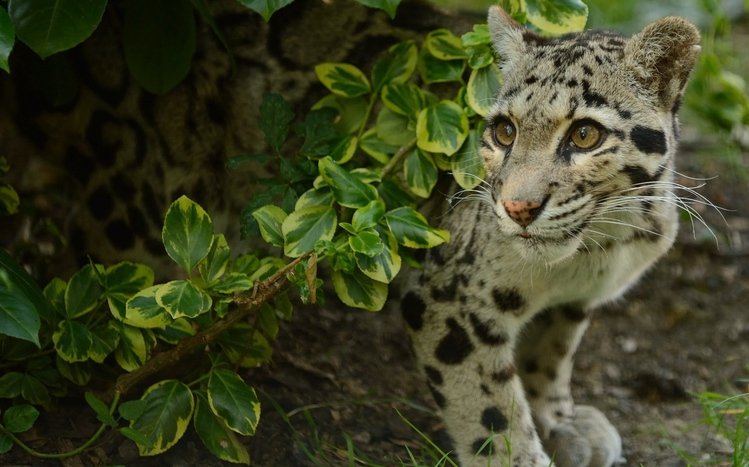 Clouded Leopard Theme screenshot #8