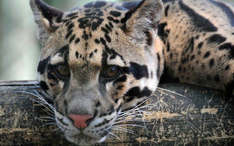 Clouded Leopard Theme screenshot #4