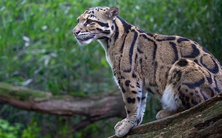 Clouded Leopard Theme screenshot #13