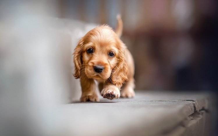 Cocker Spaniel Theme screenshot #10