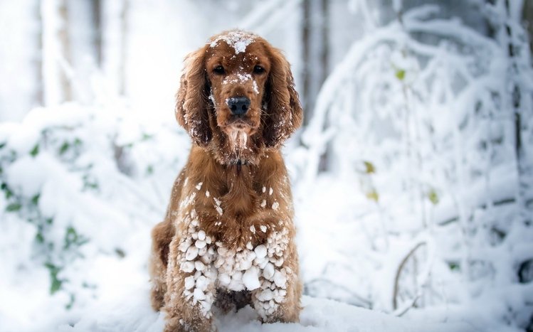 Cocker Spaniel Theme screenshot #7