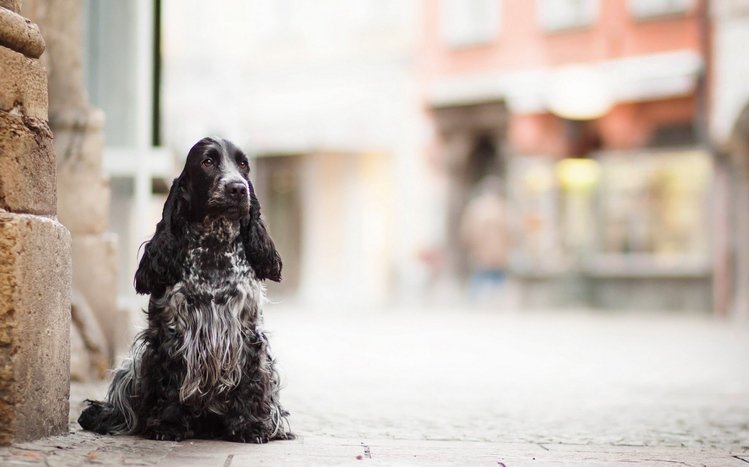 Cocker Spaniel Theme screenshot #14