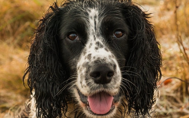 Cocker Spaniel Windows 11/10 Theme - themepack.me