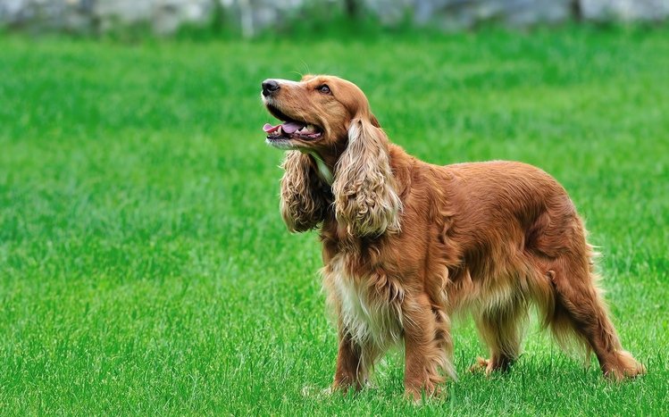 Cocker Spaniel Windows 11/10 Theme - themepack.me