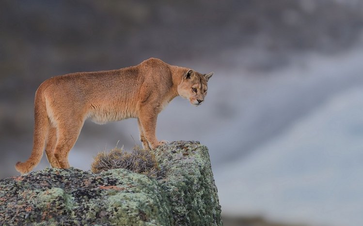 Cougar Theme screenshot #12