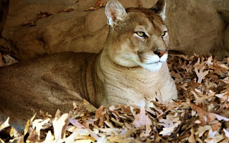 Cougar Theme screenshot #11