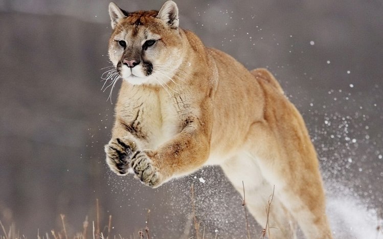 Cougar Theme screenshot #2