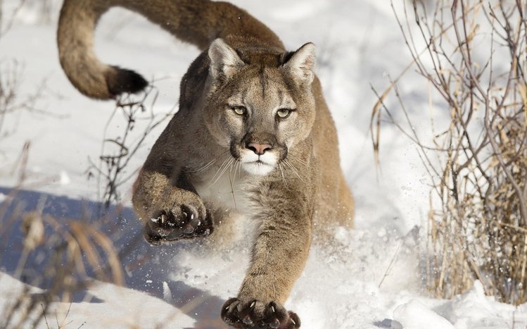 Cougar Theme screenshot #10