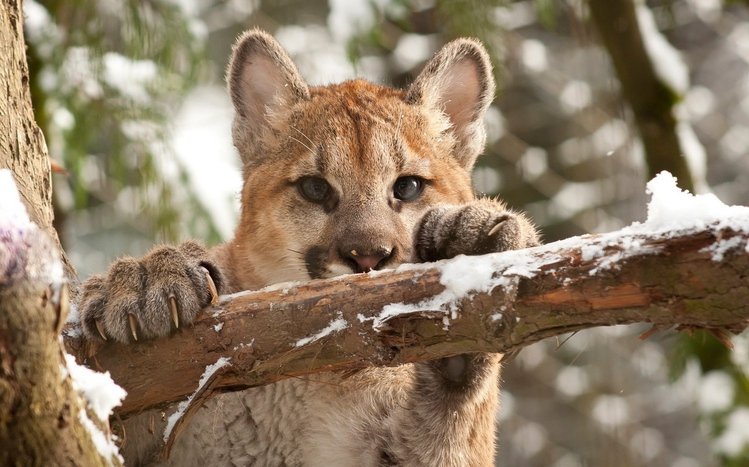 Cougar Theme screenshot #7