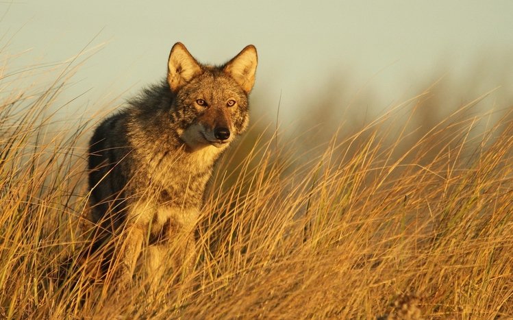 Coyote Theme screenshot #6