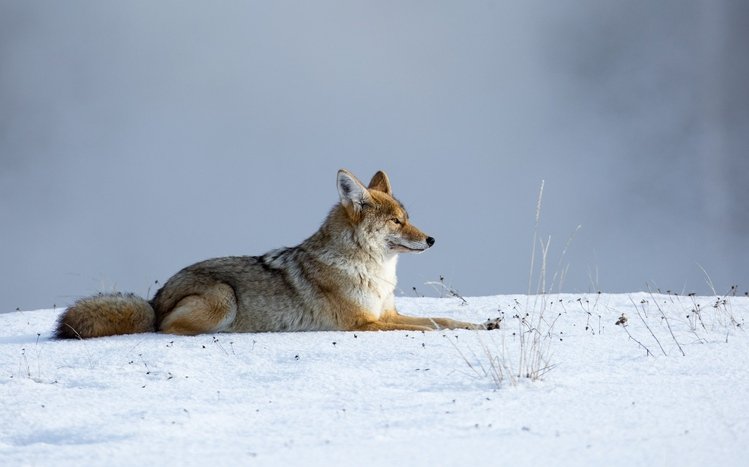 Coyote Theme screenshot #8