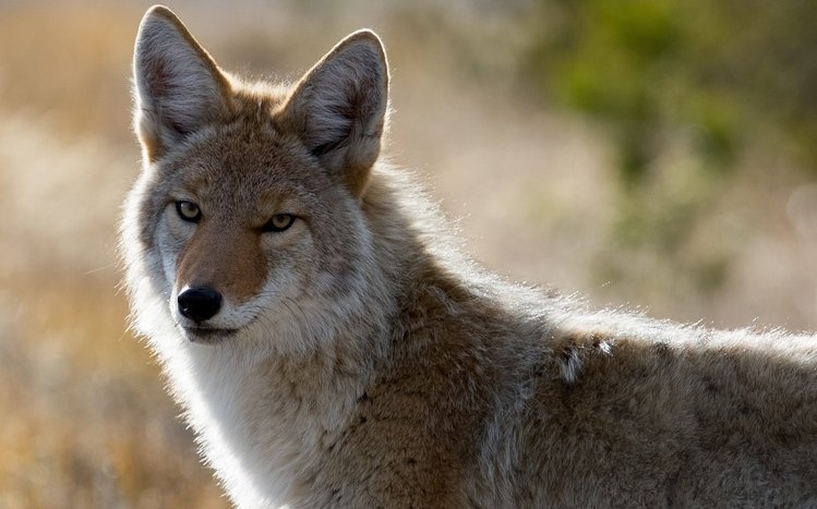 Coyote Theme screenshot #9