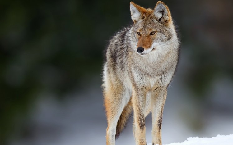 Coyote Theme screenshot #7