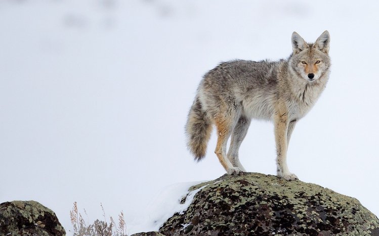 Coyote Theme screenshot #15