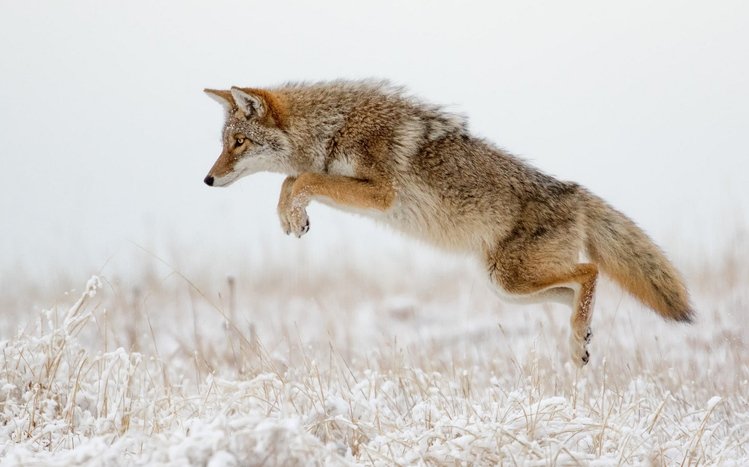 Coyote Theme screenshot #11