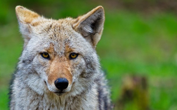 Coyote Theme screenshot #12