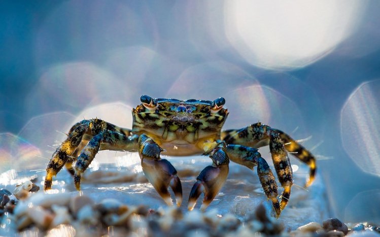 Crab Theme screenshot #14