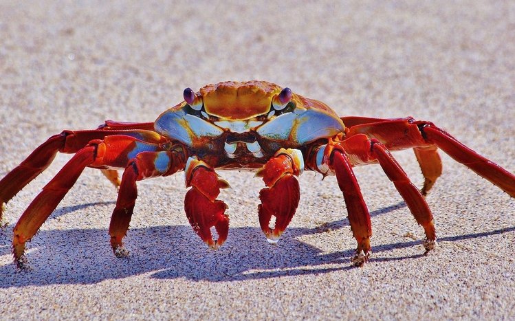 Crab Windows 11/10 Theme - themepack.me