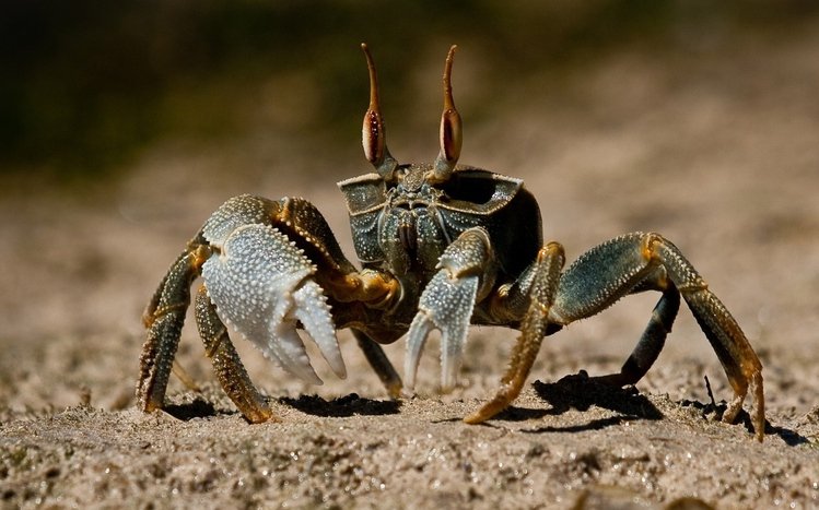 Crab Theme screenshot #2