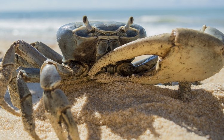 Crab Theme screenshot #15