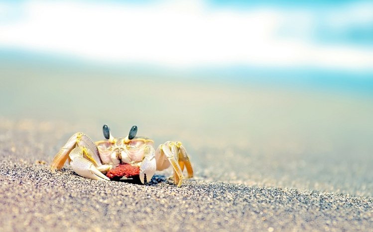 Crab Theme screenshot #3