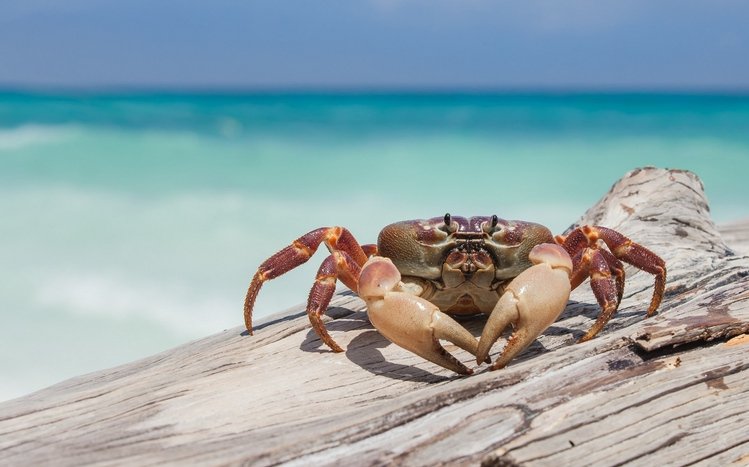 Crab Theme screenshot #12