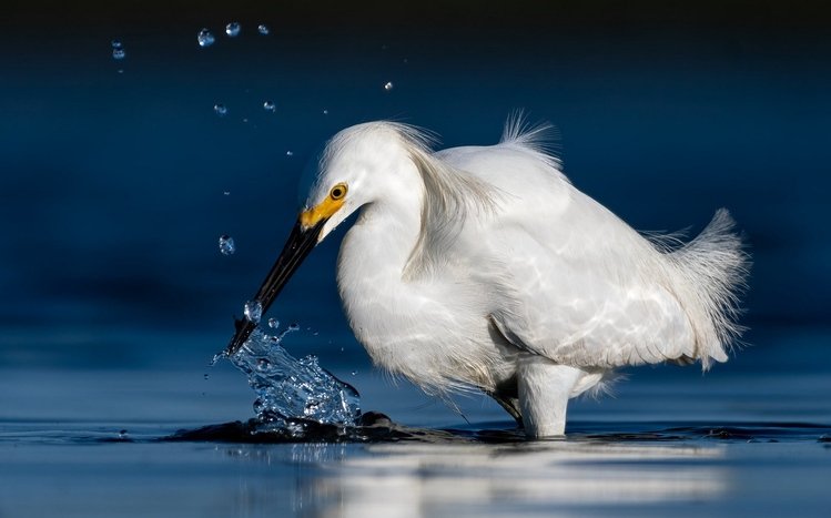 Erget Theme screenshot #13