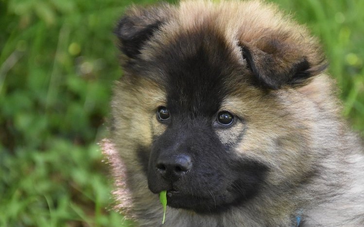 Eurasier Theme screenshot #8