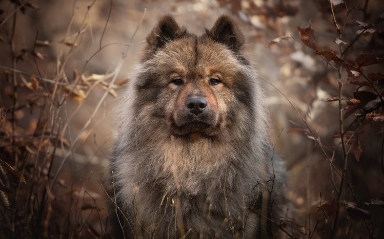 Eurasier Theme screenshot #13