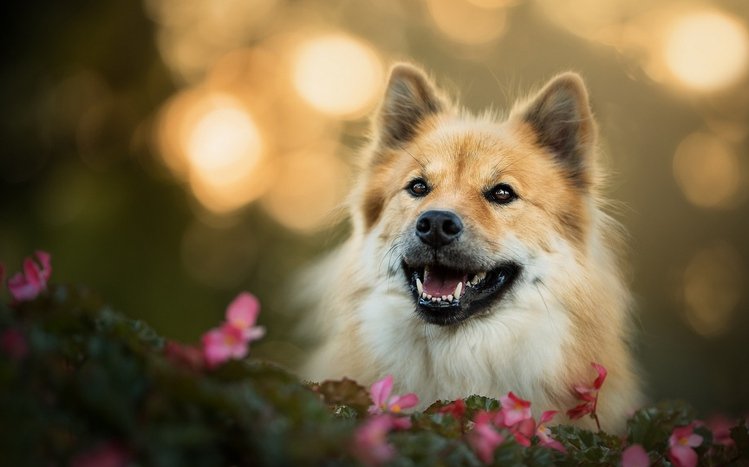 Eurasier Theme screenshot #12