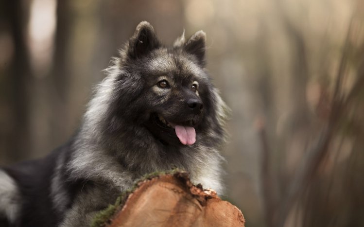 Eurasier Theme screenshot #3