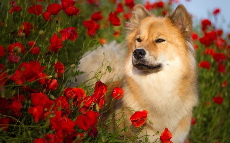 Eurasier Theme screenshot #4