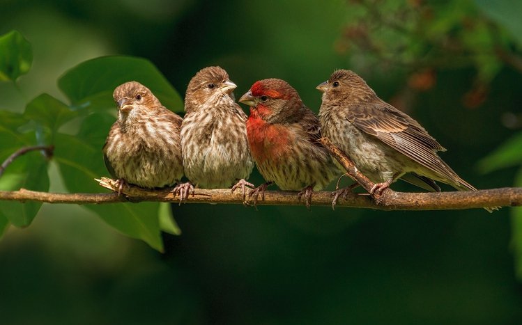 Finch Theme screenshot #1