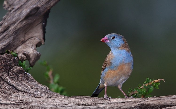 Finch Theme screenshot #11