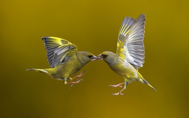 Finch Theme screenshot #6