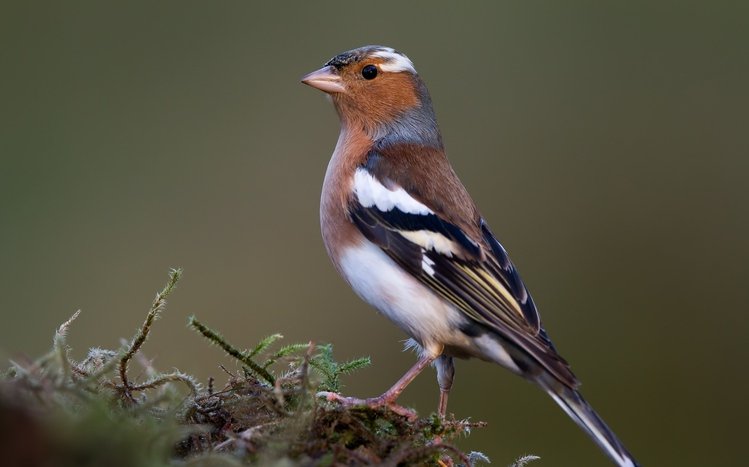 Finch Theme screenshot #15