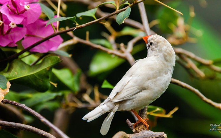 Finch Theme screenshot #5