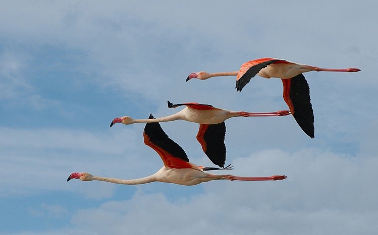 Flamingo Theme screenshot #7