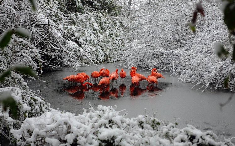 Flamingo Theme screenshot #5