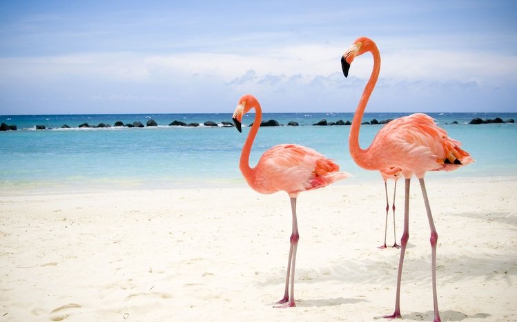 Flamingo Theme screenshot #9