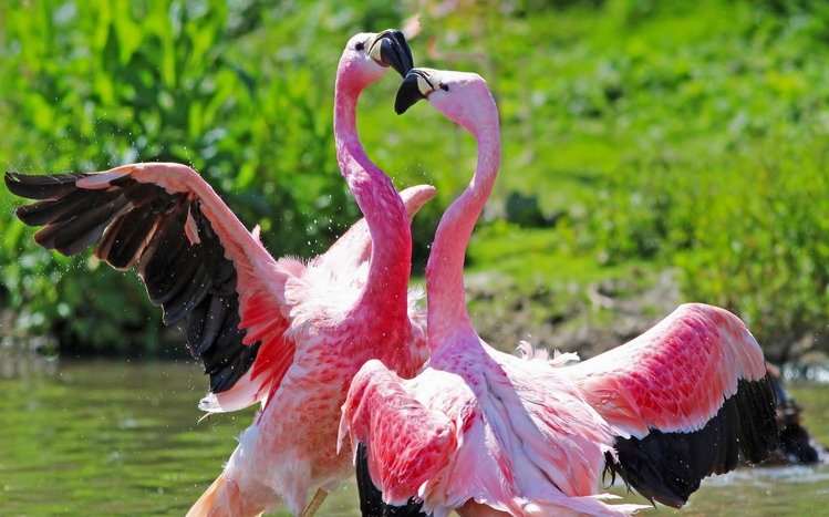 Flamingo Theme screenshot #4