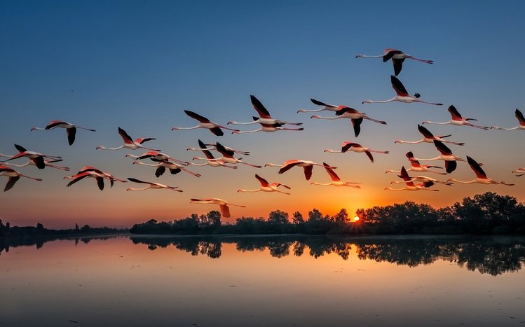 Flamingo Theme screenshot #15