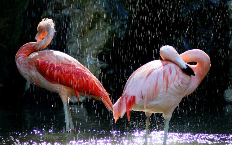 Flamingo Theme screenshot #11