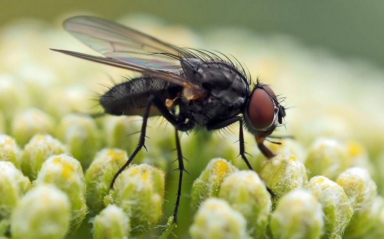 Fly Theme screenshot #8