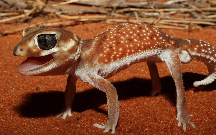 Gecko Theme screenshot #7