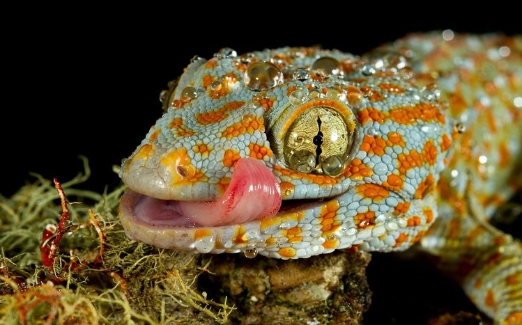 Gecko Theme screenshot #3