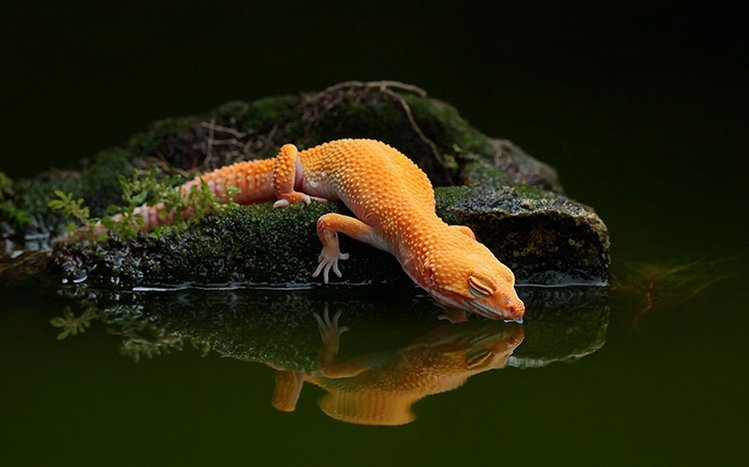 Gecko Theme screenshot #10