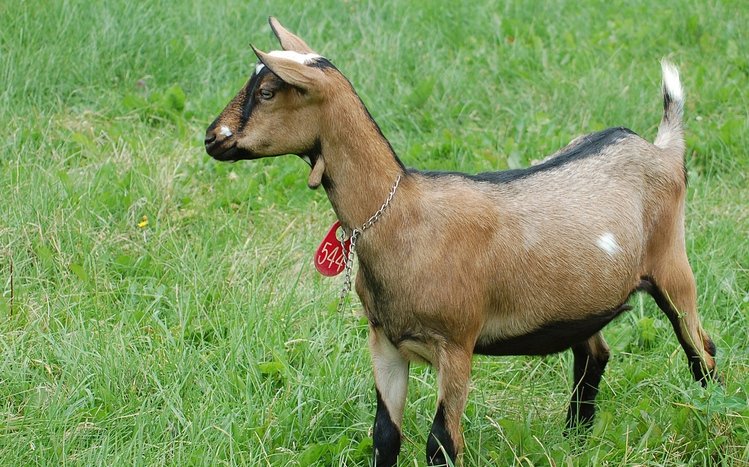 Goat  Theme screenshot #3