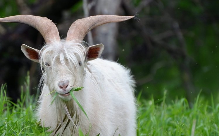 Goat  Theme screenshot #7