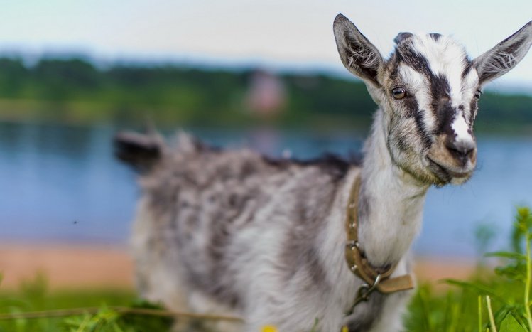 Goat  Theme screenshot #8